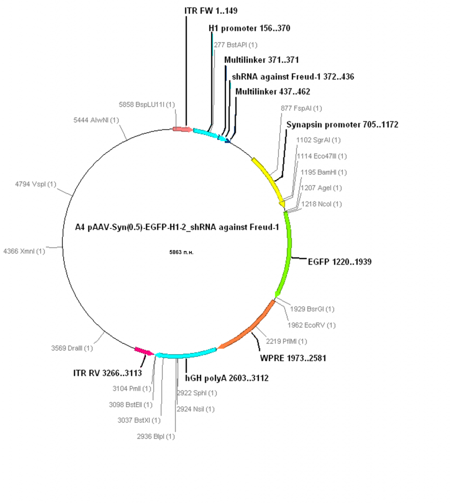 Рекомбинантная плазмидная ДНК AAV SynH1-2_shRNA Freud-1, обеспечивающая .