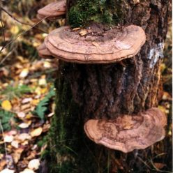 Альбом грибов-возбудителей гнилевых болезней в лесах Западной Сибири